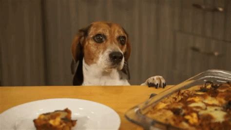 hungry dog meme|cute hungry dog gif.